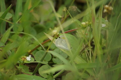 Eurema elathea
