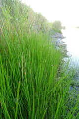 Eleocharis palustris