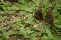 Junonia evarete