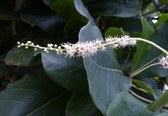 Coccoloba uvifera
