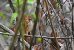 Myiothlypis rivularis mesoleuca