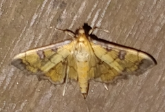 Ategumia ebulealis