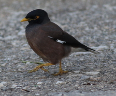 Acridotheres tristis