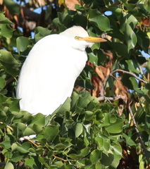 Bubulcus ibis
