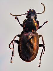 Pterostichus multipunctatus