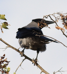 Corvus cornix