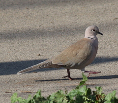 Streptopelia decaocto