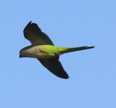 Myiopsitta monachus