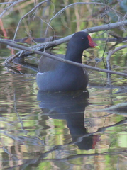 Gallinula chloropus