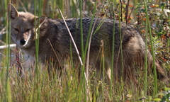 Canis aureus