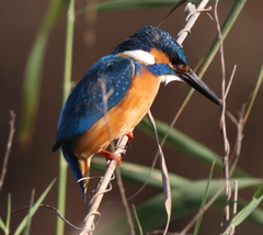 Alcedo atthis
