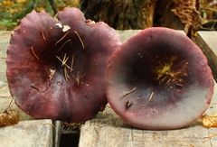 Russula queletii
