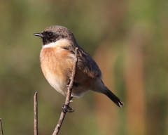 Saxicola rubicola