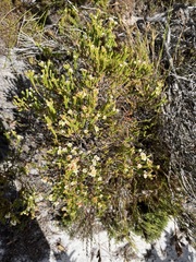Diosma oppositifolia