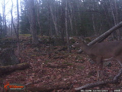 Odocoileus virginianus