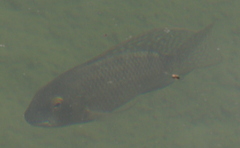 Coptodon zillii