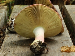 Russula queletii