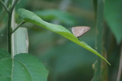 Hermeuptychia hermes