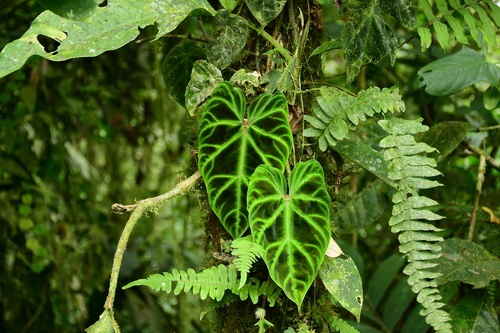 Philodendron verrucosum L.Mathieu ex Schott