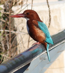Halcyon smyrnensis