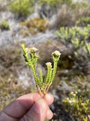 Diosma oppositifolia