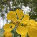 Senna silvestris sapindifolia - Photo (c) Geovane Siqueira, some rights reserved (CC BY-NC), uploaded by Geovane Siqueira