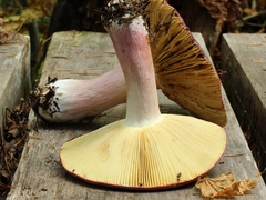 Russula queletii