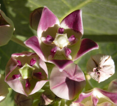 Calotropis procera image