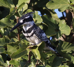 Ceryle rudis