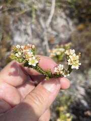 Diosma oppositifolia