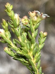 Diosma oppositifolia