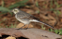 Motacilla alba