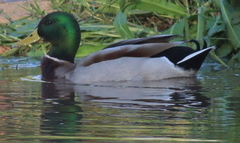 Anas platyrhynchos