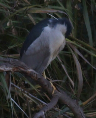 Nycticorax nycticorax