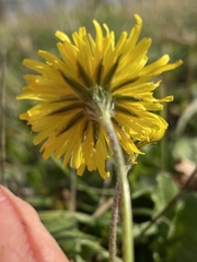 Crepis sancta