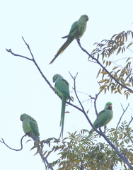 Psittacula krameri