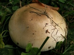 Hebeloma crustuliniforme