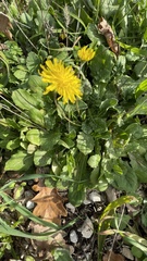 Crepis sancta