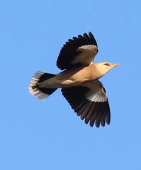 Acridotheres leucocephalus