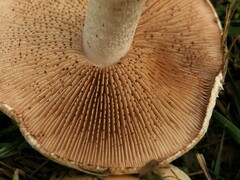 Hebeloma crustuliniforme