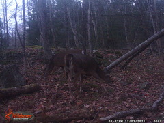 Odocoileus virginianus