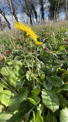 Crepis sancta