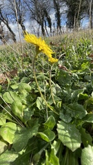 Crepis sancta