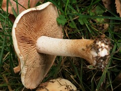 Hebeloma crustuliniforme