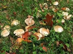 Hebeloma crustuliniforme
