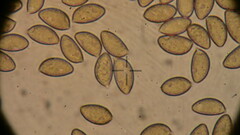 Hebeloma crustuliniforme