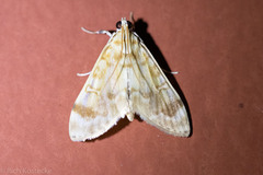 Lamprosema excurvalis