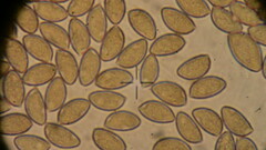 Hebeloma crustuliniforme