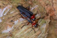 Cantharis pellucida