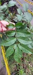 Fraxinus uhdei